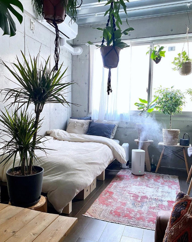 寝室におすすめの観葉植物植物図鑑HanaPrime ハナプライム