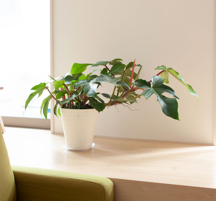 フィロデンドロンの風水効果・方角・置き場所・トイレは？Spicomi