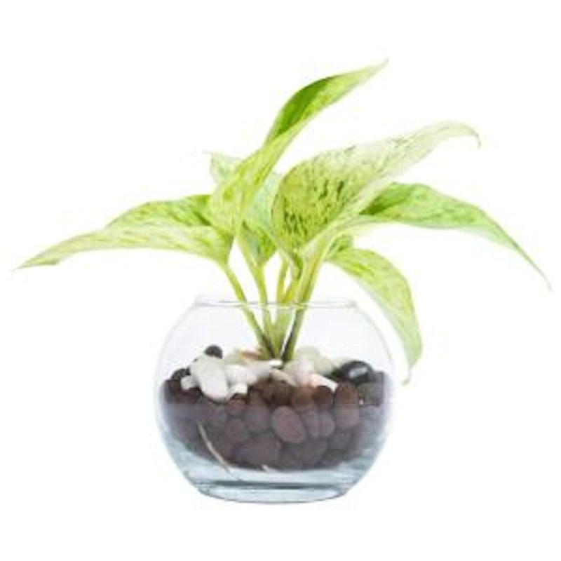 トイレに置きたい観葉植物￼Botanic house