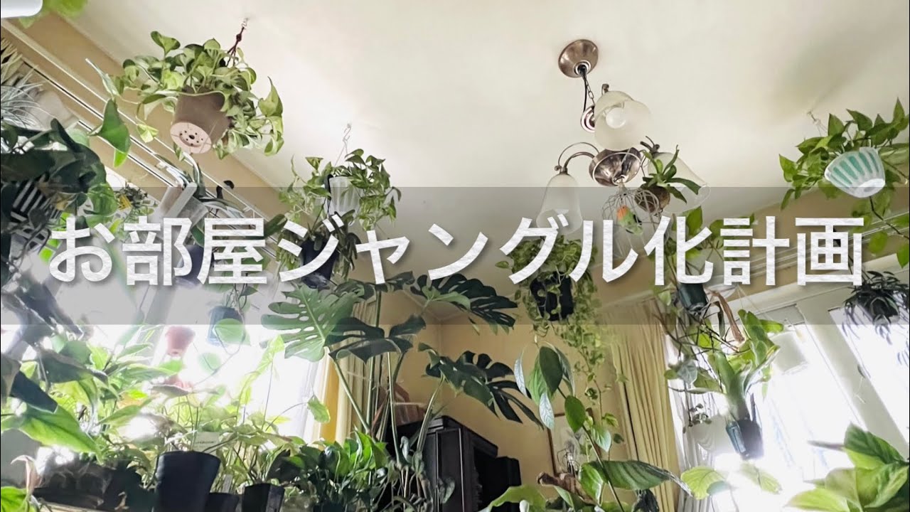 🕊GardenTour🕊28：ジャングル感あふれるお部屋に憧れて、観葉植物がよく育つ日当たりの良いリビングに、南国をイメージしたオージープランツ中心のテラスがおしゃれなお部屋