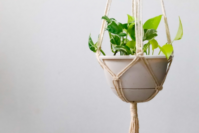 寝室に取り入れたい観葉植物の効果と種類！注意点もご紹介！FLIE magazine