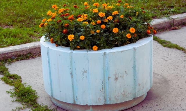ついに、花壇をコンクリートの上に✨園芸日記byれもんぽーくみんなの趣味の園芸890098