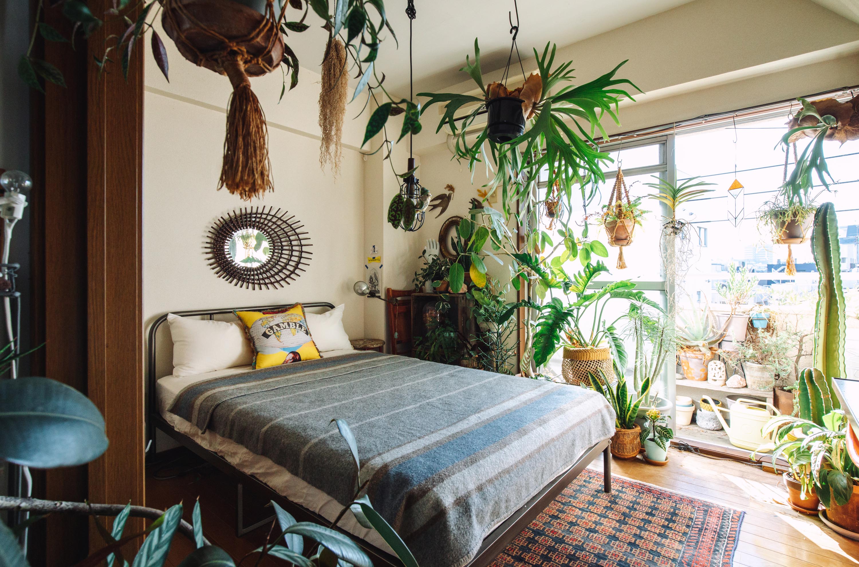 あれやこれや 狭苦しくなってきた「ジャングル部屋」のアルバム-みんなの趣味の園芸977973