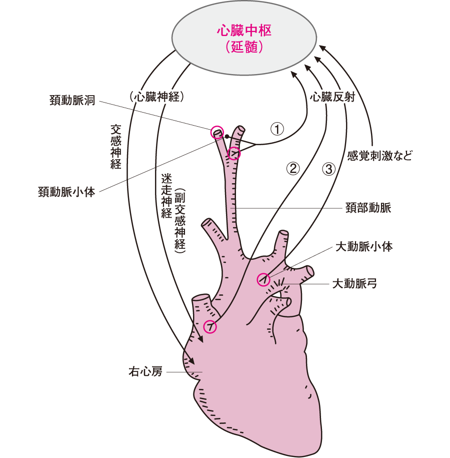 総頸動脈（そうけいどうみゃく）とは？場所・位置や英語などを人体解剖図で解説 - teamLabBody