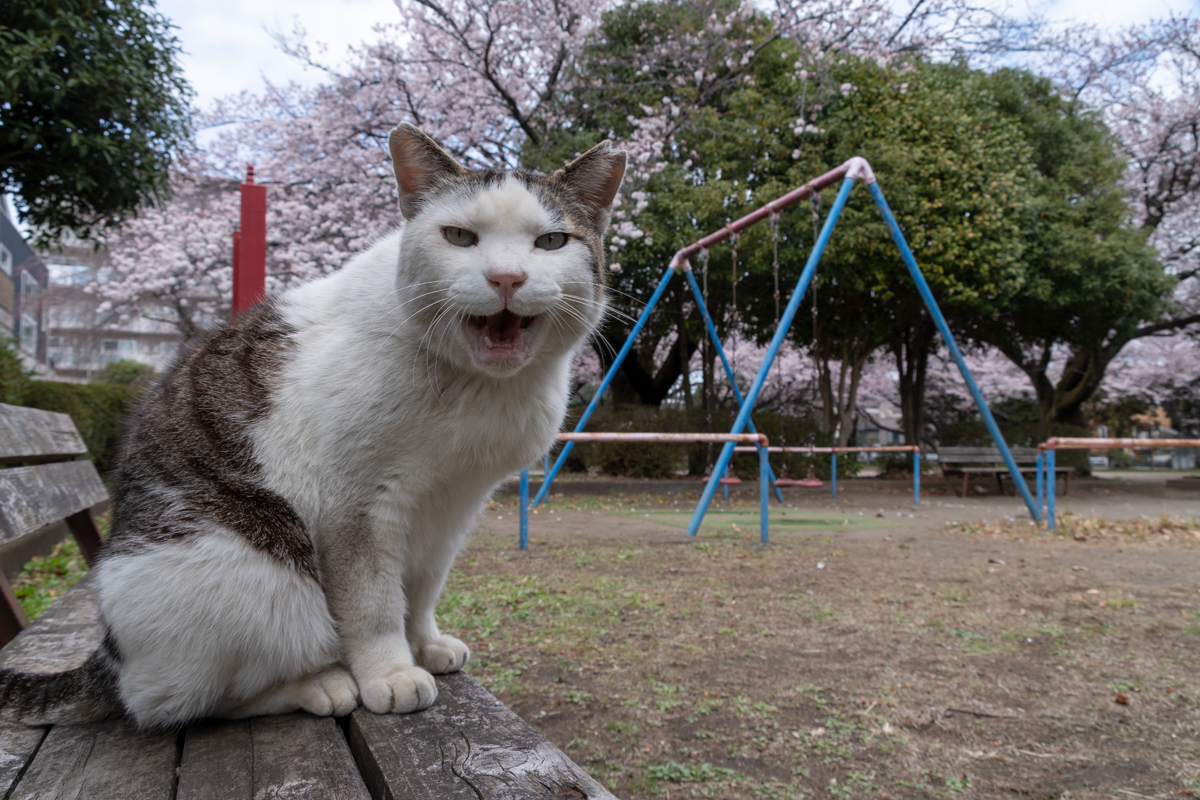 池袋 風 族 :