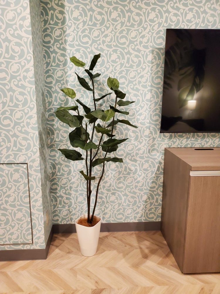 その観葉植物、どこに飾る？グリーンを置くのにおすすめな場所とはCOVEARTH MAGAZINE