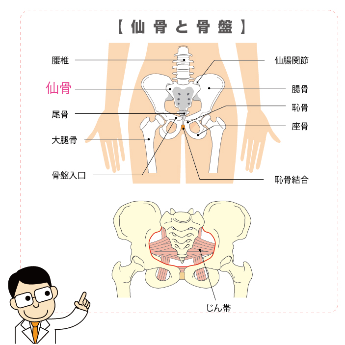 医師監修】【ペニスを硬くするために】たった1分！ほぐすだけで勃起力が上がる方法4選｜イースト駅前クリニックのED治療