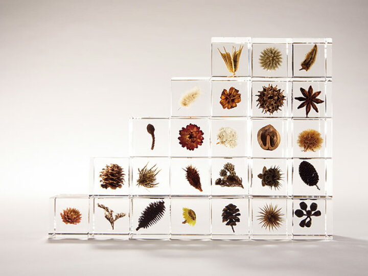 魔女の棲む森～plant specimen～ ドライフラワー 植物標本 カード インテリア・生活道具