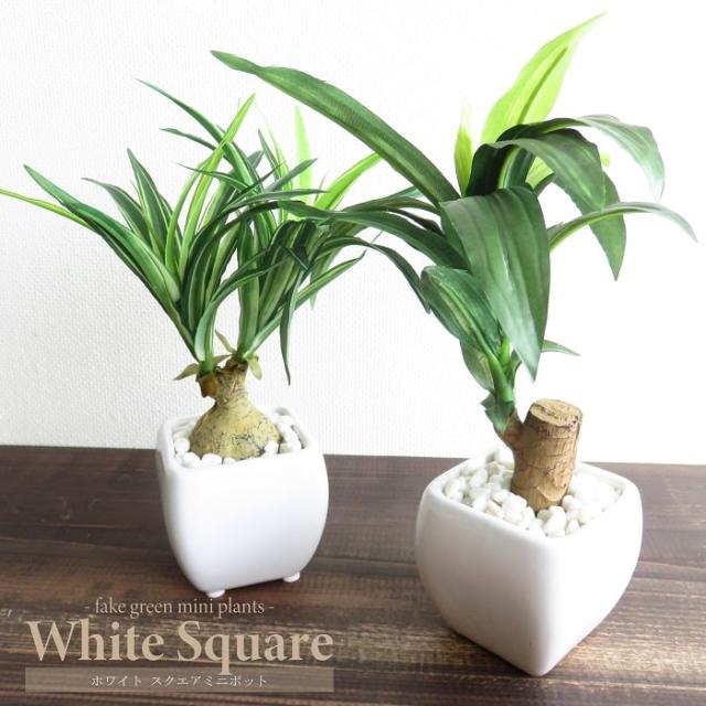 ふるさと納税 アガベ・チタノタ「ホワイト・アイス」スムースエッジ 3.5号鉢 四国ガーデン 人気 多肉植物 インテリア 観葉植物 グリーンリラックスB323 楽天市場ふるさと納税 アガベ ケルシー 「ノヴァ」 5号黒鉢 四国ガーデン 人気 多肉植物 インテリア 観葉