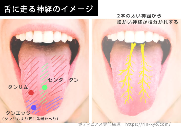 舌ピアスを開けたばかりの時に良い食べ物の通販おすすめランキング｜ベストオイシー