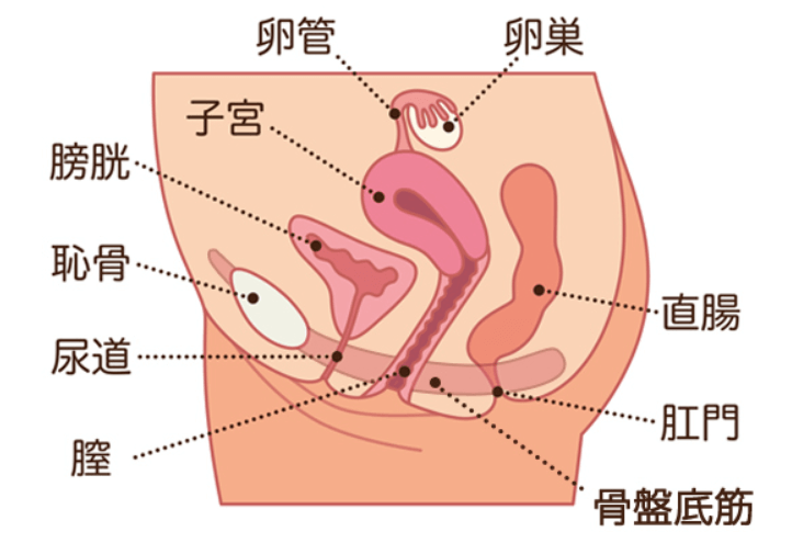 連続射精とは？体験談ややり方、訓練方法やコツなどを解説｜風じゃマガジン