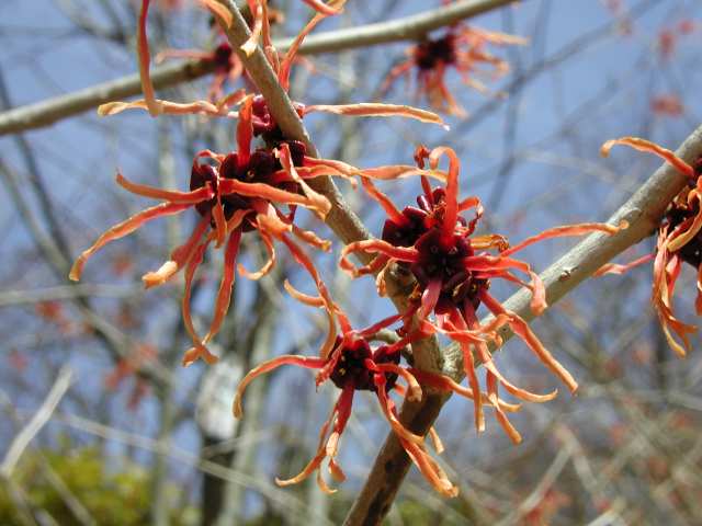 赤いマンサクの花もあるんですね。 : 田所大介の富山なんでも食遊記