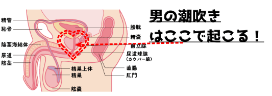 女性の「潮吹き」と「女性の射精」の明確の違いについて - 美容外科｜船橋中央クリニック&青山セレスクリニック