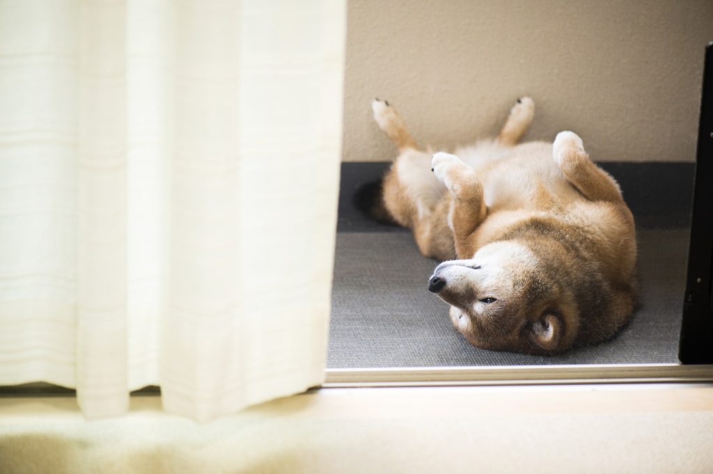 うつぶせで寝る、丸まって寝る 愛犬の「寝相」で、秘められた性格がわかる!?｜いぬのきもちWEB MAGAZINE