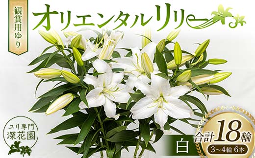 日本橋(大阪)のコスプレ・イメクラ風俗人気ランキングTOP9【毎週更新】｜風俗じゃぱん