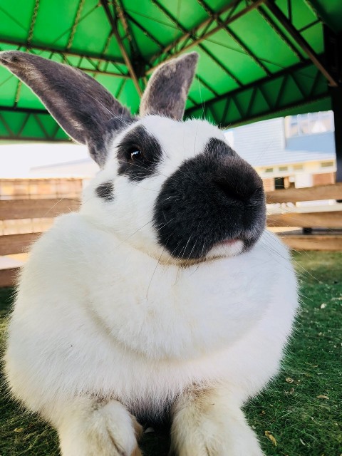 ムギの怒り狂う様子をご覧ください！