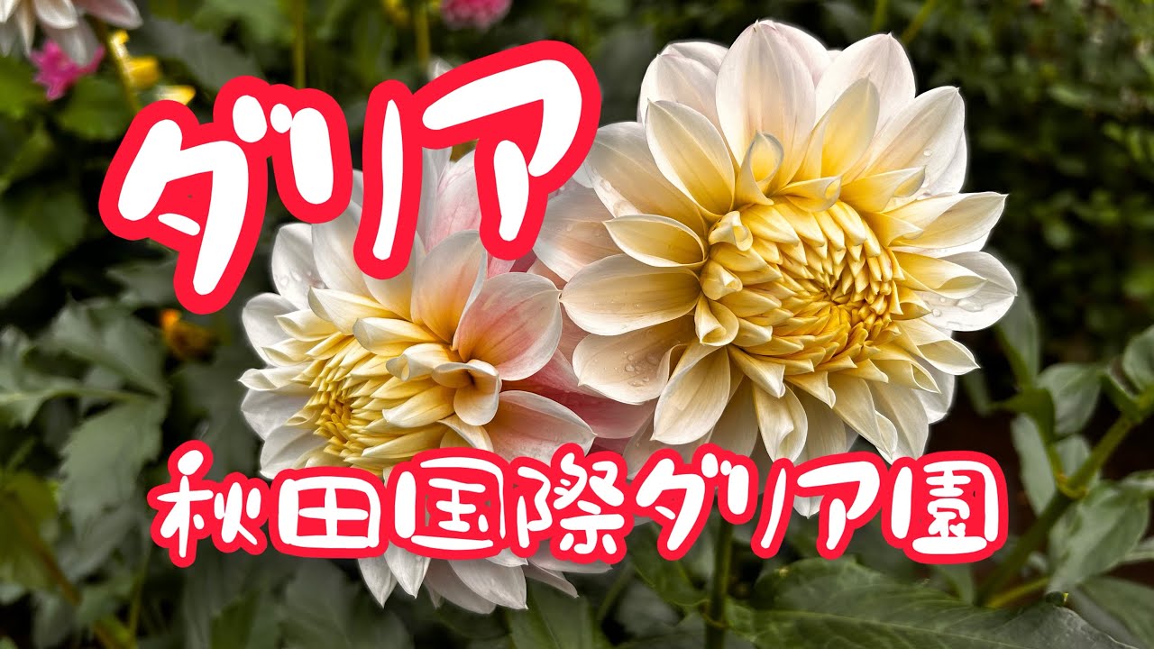 佐野ダリア園 | 房総タウン.com