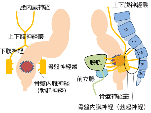 腹腔鏡下S状結腸切除術ハンズオントレーニング[DVD付]: 動画でわかる徹底レクチャー |