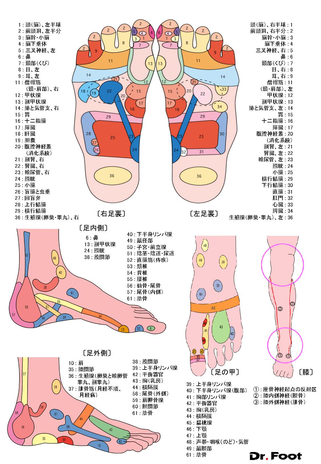 足つぼを刺激すると痛い理由とは？悩み別おすすめの足つぼ│暮らしにちょっぴり養生を│再春館製薬所