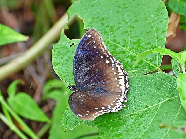 チョウが語る自然史―南九州・琉球をめぐって― | 福田