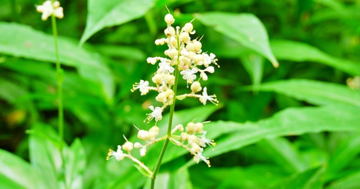 カキツバタ（杜若、燕子花）の花言葉｜種類や花の季節、文化からの由来は？｜🍀GreenSnap（グリーンスナップ）