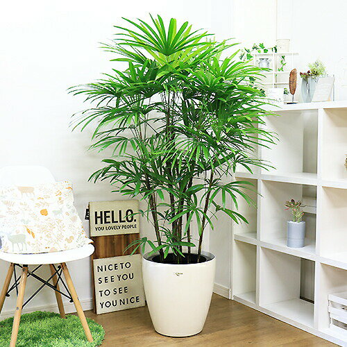 和モダンのインテリアグリーン！！ – Charm Blog