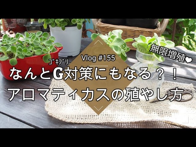 福岡県のアロマティカス その他の中古が安い！激安で譲ります・無料であげます｜ジモティー