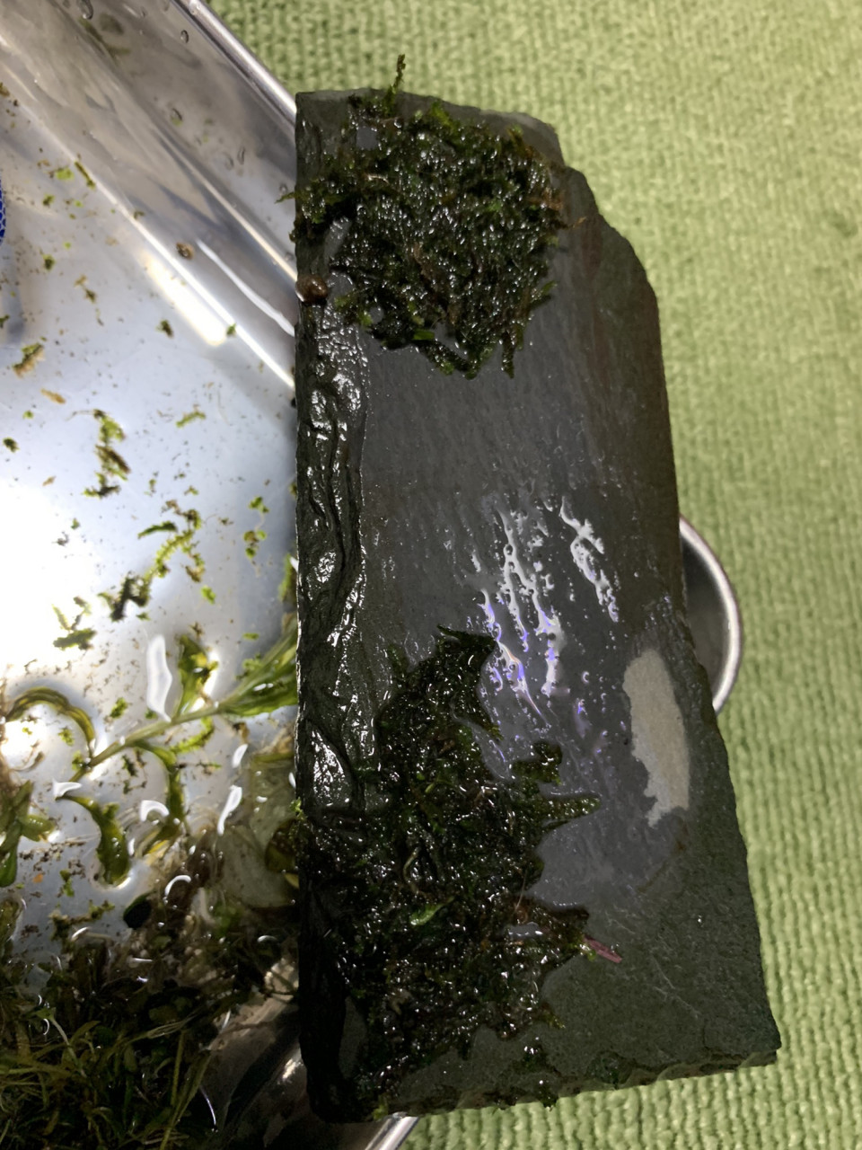 ダイソー3選 コンビニ食品が100倍ウマそうになった！高見え感がすごい「おしゃれプレート」あと5枚くらい買い足したい