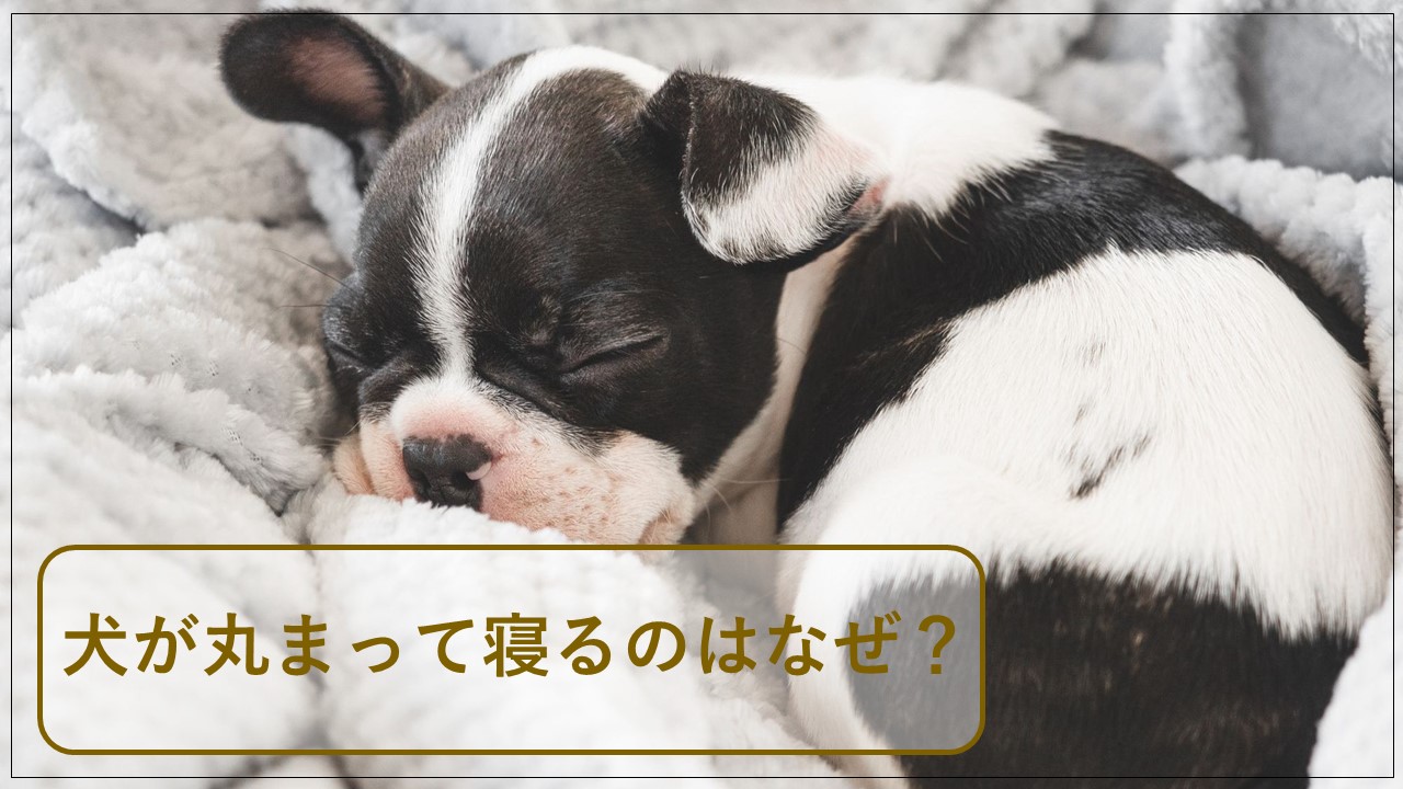 犬の寝相が可愛い！？寝相別に犬の心理状態を徹底解説！ | ワンちゃん辞典 | ワンタイム