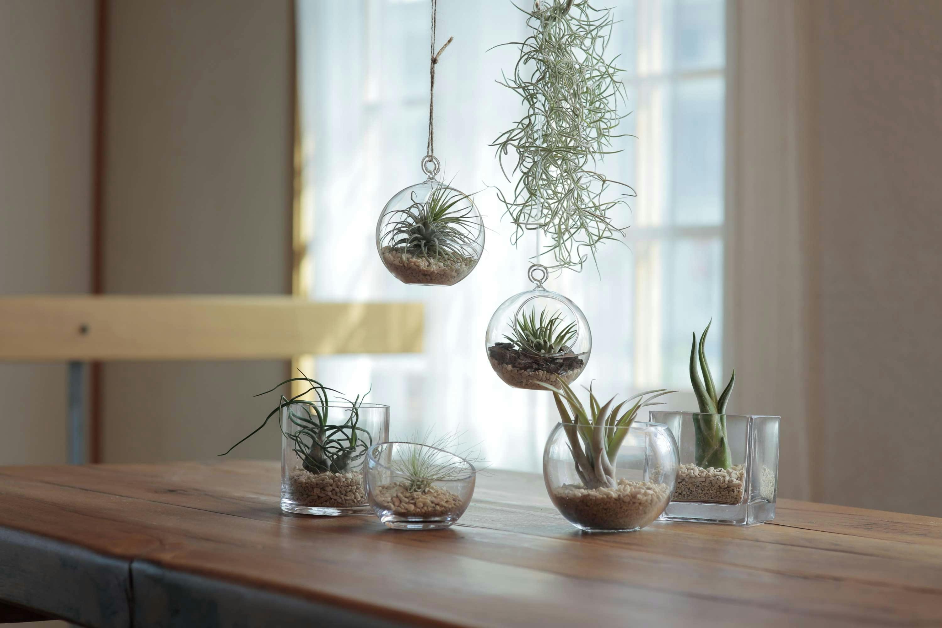 天井から観葉植物を吊るす鉢や苔玉を！フック１つでおしゃれ空間