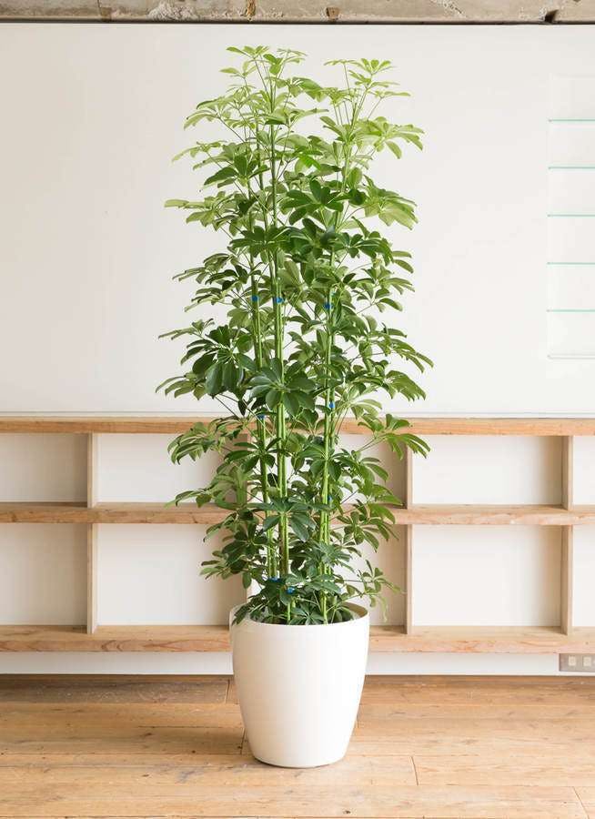 耐陰性が高い観葉植物のおすすめ人気ランキング 日陰でも育つ！2025年10月マイベスト