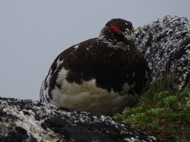 絶滅危惧種 雷鳥　登山で出会った貴重なニホンライチョウ動画 特集 【4K】