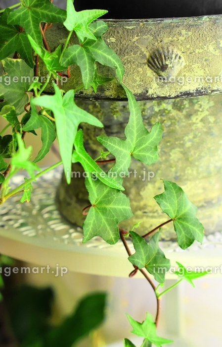 アイビー テラメント W100cmインテリア・家具インテリアグリーンオシャレ建材ECサイト HAGS