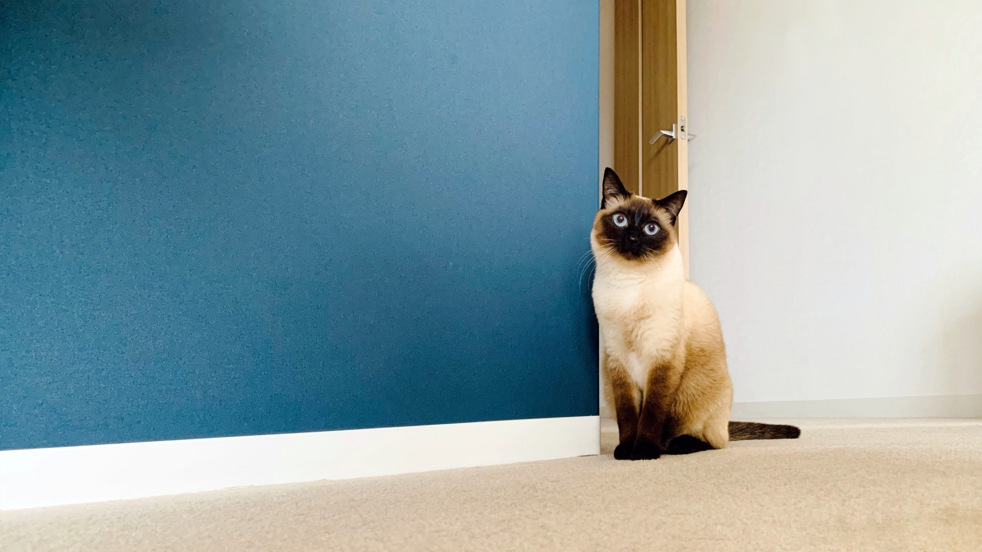 岡山で壁紙張替えリフォーム！費用相場と信頼できる業者選びのポイント岡山でリフォーム・リノベーションならコラスト