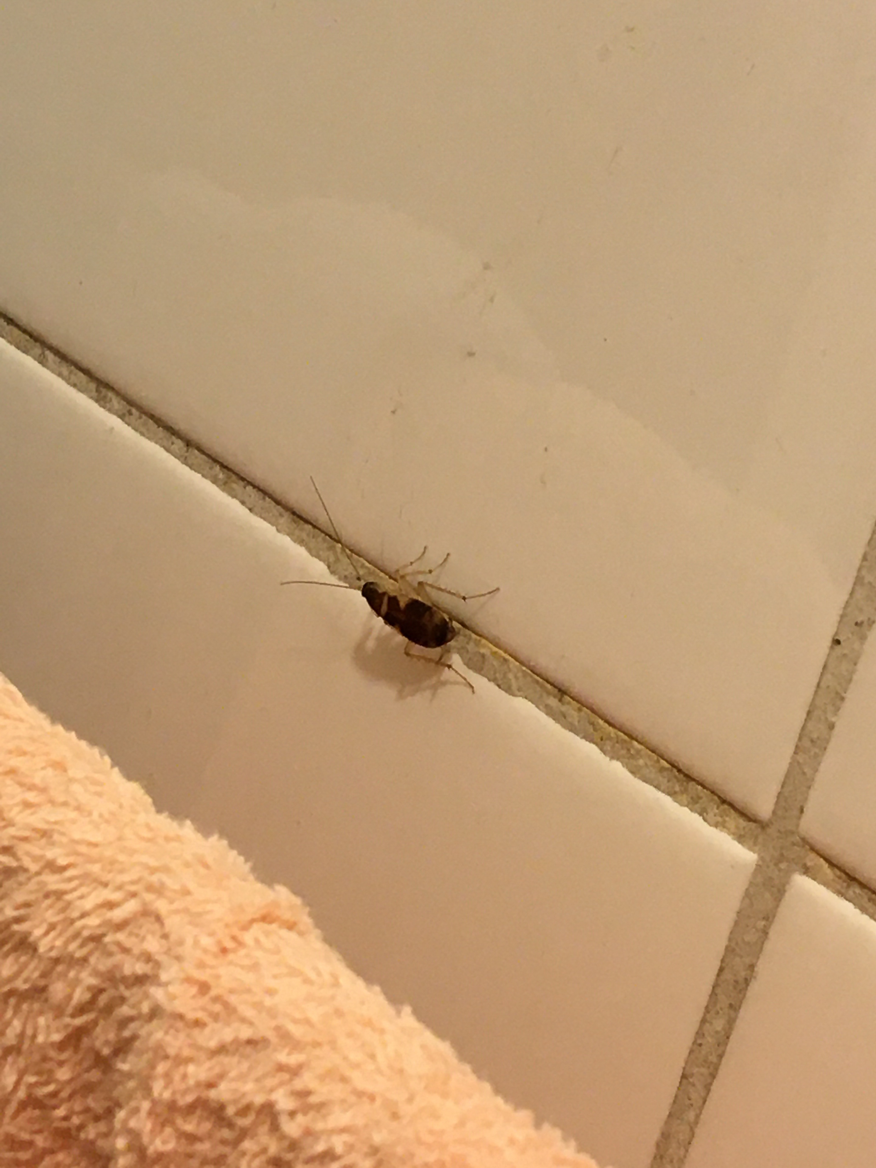 蟑螂屋曱甴屋 5片 10片