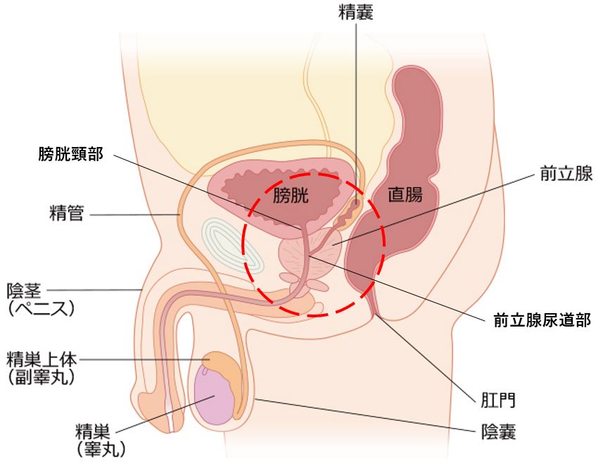 潮を吹きたい女性必見！潮吹きのやり方とコツ【風俗嬢テク】 | FQSS