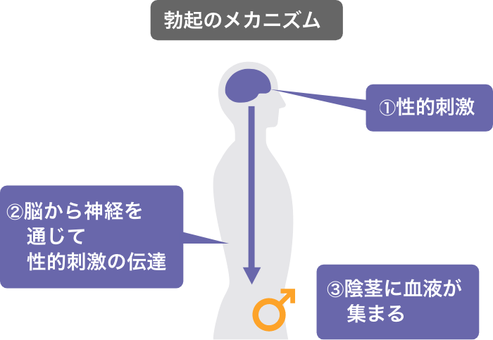 勃起とは？勃起の仕組みと勃起力低下の原因と対策を解説 - 藤東クリニックお悩みコラム