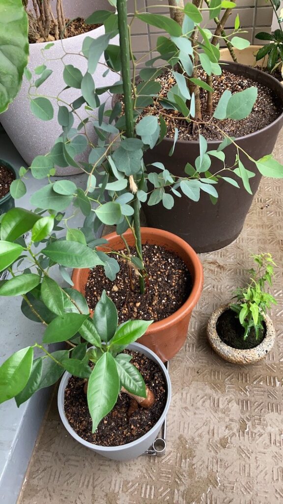 楽天市場 ベランダ 手すり プランター フラワースタンド・園芸ラックガーデニング・農業 ：花・ガーデン・DIYの通販