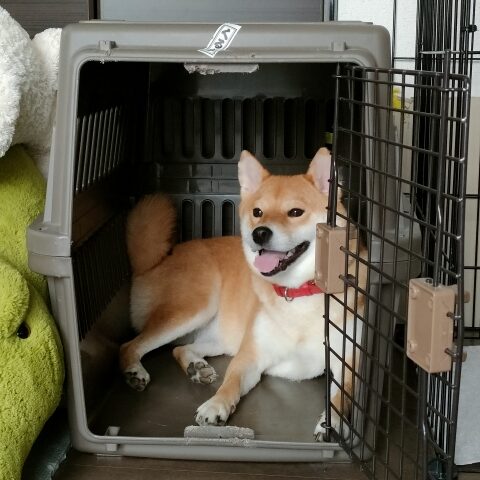 犬のサークルとハウス実例集 いたずら防止やトイレトレーニングに役立てよう！「犬や猫ともっと幸せに」をコンセプトにしたWEBメディア「sippo」