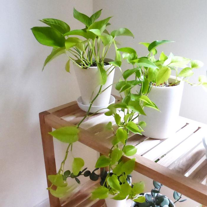 日陰や半日陰でも育つ観葉植物10選！HORTI by GreenSnap