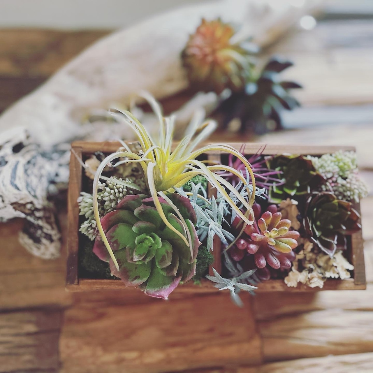 多肉植物のグリーンアレンジメント横浜ディスプレイミュージアム