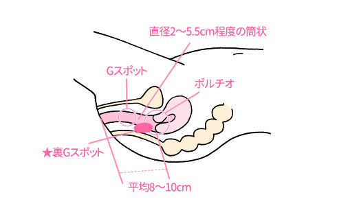 早漏の原因にもなる短小小帯とは？小帯にまつわる様々な症状について – メンズ形成外科