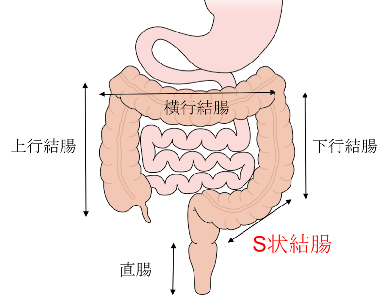 結腸責めって気持ちいいの？やり方やS字結腸の開発オナニーを解説｜風じゃマガジン