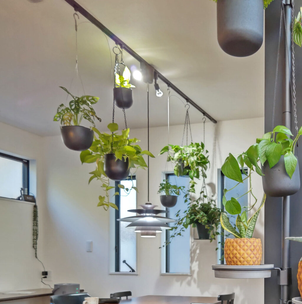 吊るすタイプのインテリアグリーンをご紹介！お部屋の雰囲気がグッと変わる！ 観葉植物の基礎知識APEGO