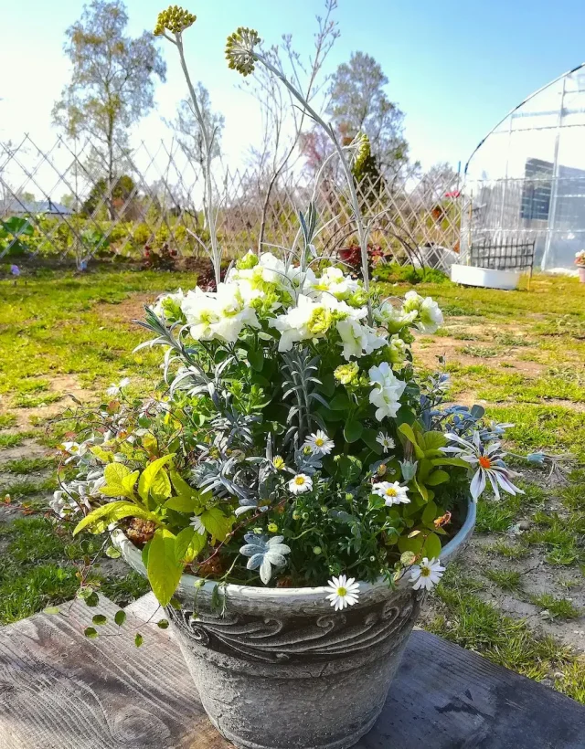 寄せ植え 玄関前のインテリア実例RoomClip ルームクリップ