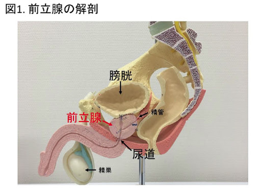 こんな症状でお悩みの方 女性の急性膀胱炎 | 北海道 札幌