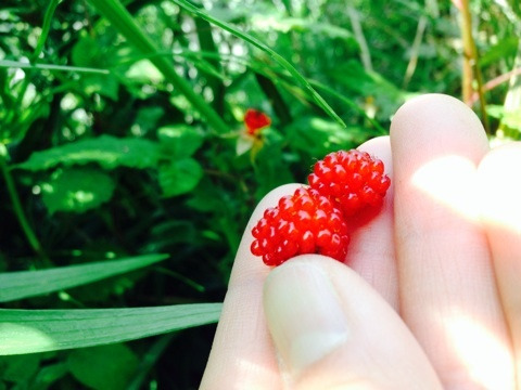 山の中でいちご狩り？野イチゴ5種を食べくらべてみました。 | 小菅村総合情報サイト こ、こすげぇー