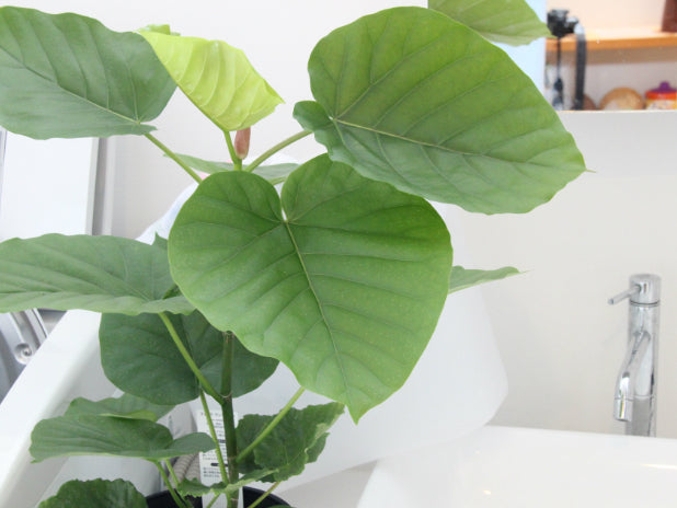 ハートフィロデンドロン＋白鉢☆ ハート型 観葉植物 縁結び 風水 樹木を愛する 壮大な美 華やかな明るさ インテリア 室内向き かわいいミニサイズ おしゃれ -パリジェンヌ - プレゼント＆ギフトのギフトモール