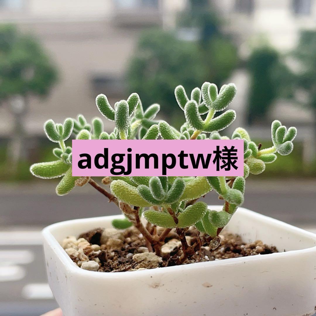 adgjmptw様 リクエスト分 -