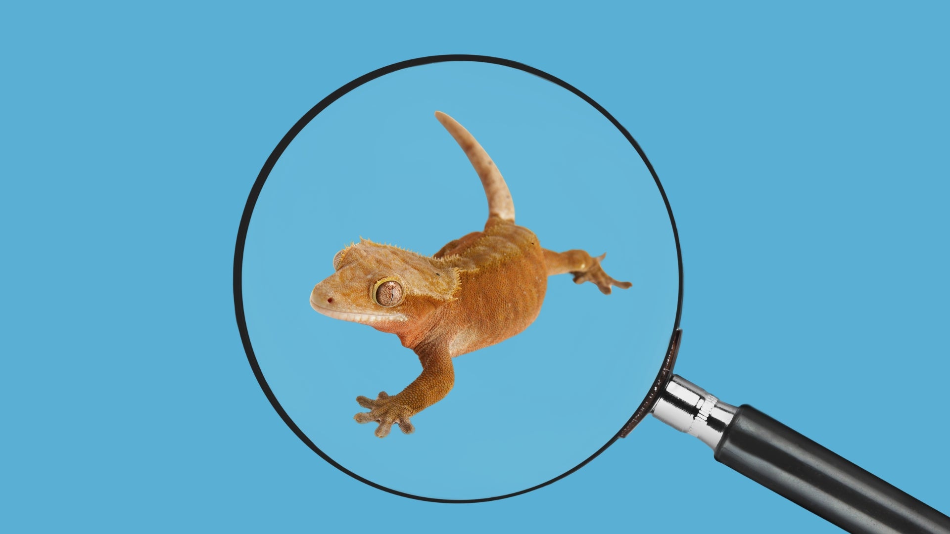 クレステッドゲッコーが壁を登らないときの原因と対処法AI wiki Beta